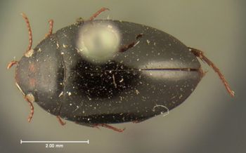 Media type: image;   Entomology 6072 Aspect: habitus dorsal view